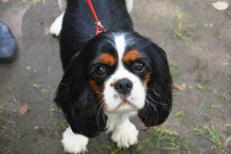 Hija de guapo des cavaliers de cecvan - 4 ème Excellent