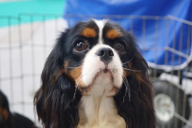 Jardin d'eden (jasmine) des cavaliers de cecvan - 2 ème exc classe jeune