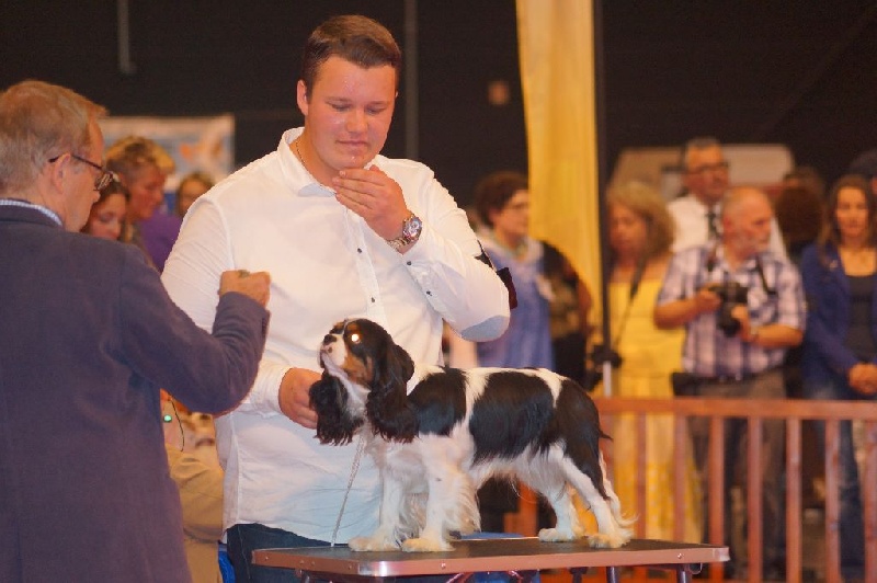 Jardin d'eden (jasmine) des cavaliers de cecvan - 4 ème excellent classe jeune