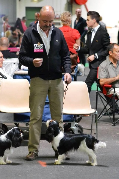 Hija de guapo des cavaliers de cecvan - TB classe Ouverte