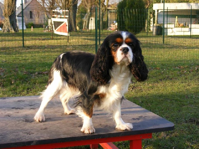 Hija de guapo des cavaliers de cecvan - 1 ère excellent en classe intermédiaire RCACS