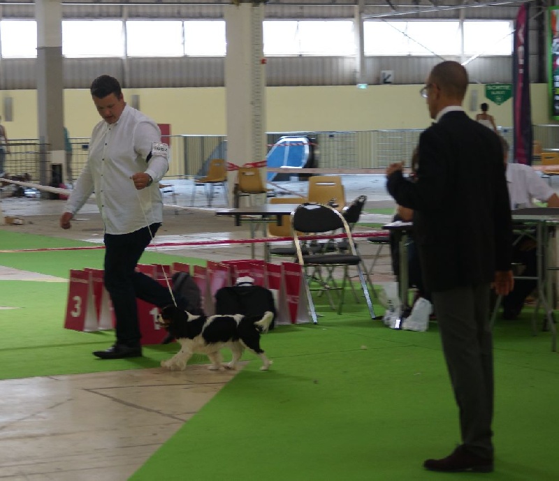 Jardin d'eden (jasmine) des cavaliers de cecvan - 4 ème excellent classe jeune