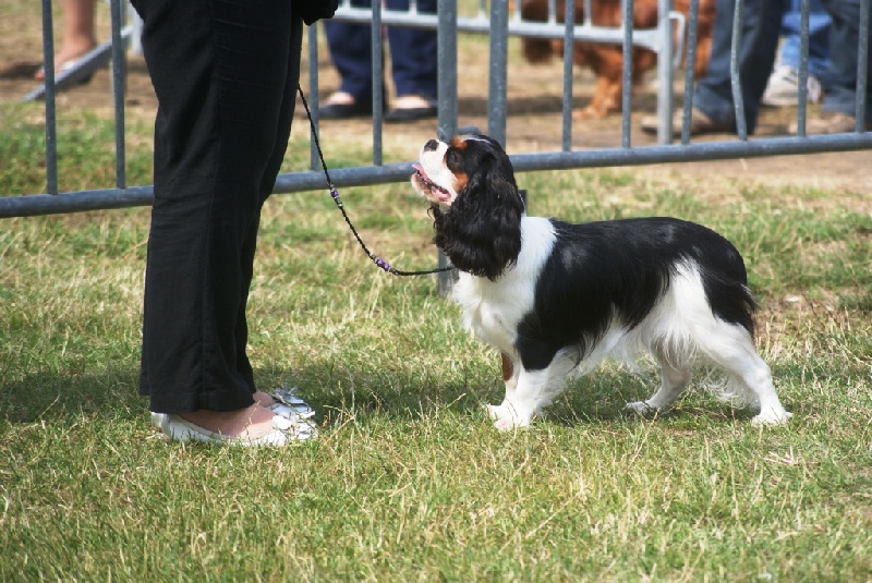 Hija de guapo des cavaliers de cecvan - 1 er excellent classe jeune