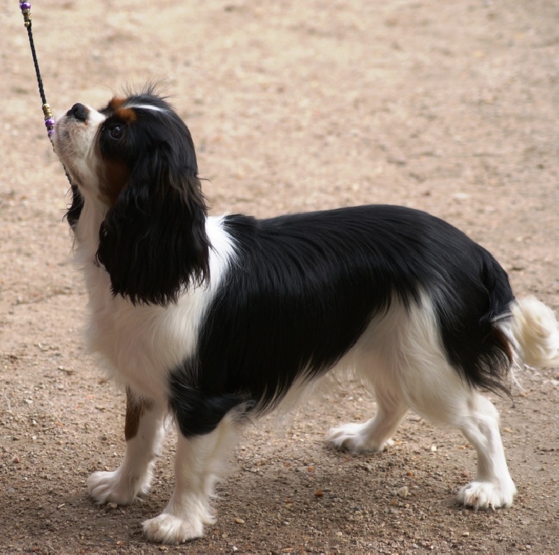 Hija de guapo des cavaliers de cecvan - MEILLEUR PUPPY
