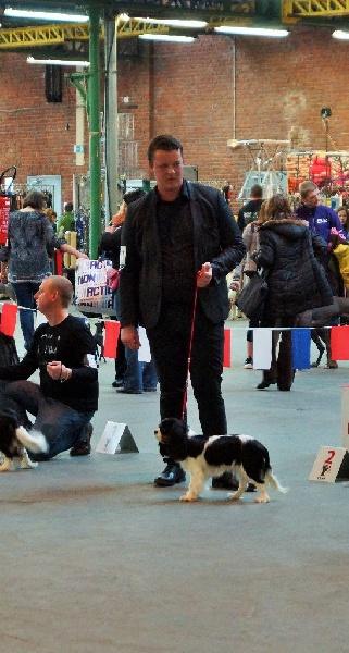 Jardin d'eden (jasmine) des cavaliers de cecvan - 1 ère excellent classe jeune