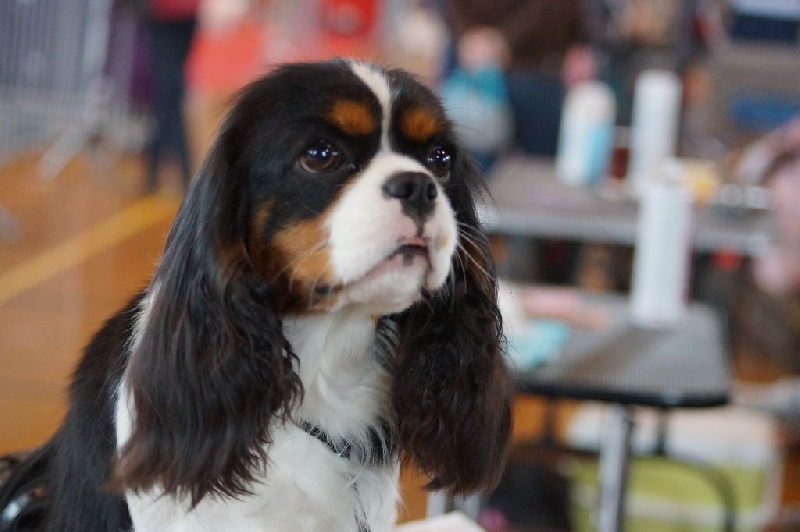 Jardin d'eden (jasmine) des cavaliers de cecvan - 1 ère excellent classe jeune