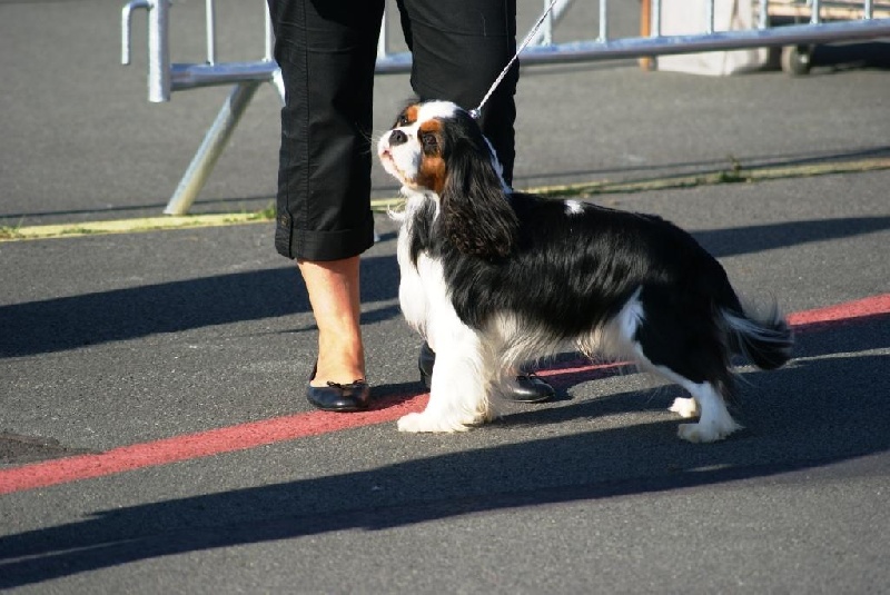 Dépêche mode Du val de la lauriere - CACS