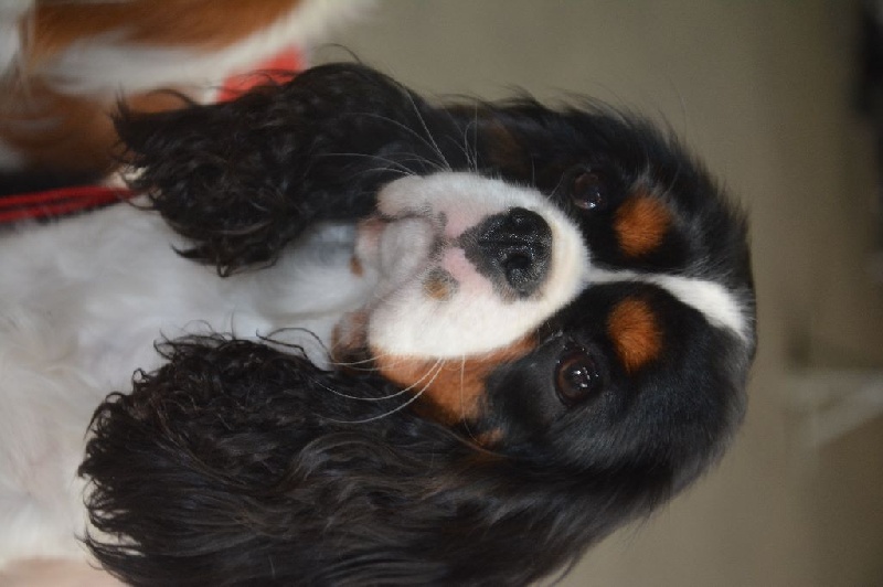 Jardin d'eden (jasmine) des cavaliers de cecvan - 3 ème excellent