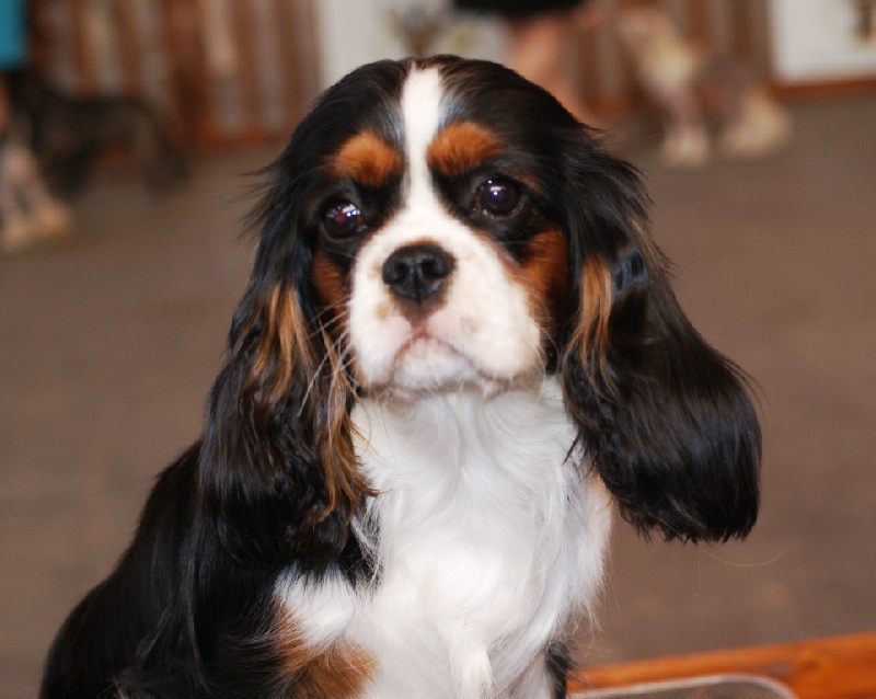 Hija de guapo des cavaliers de cecvan - 1ère Très Prometteur