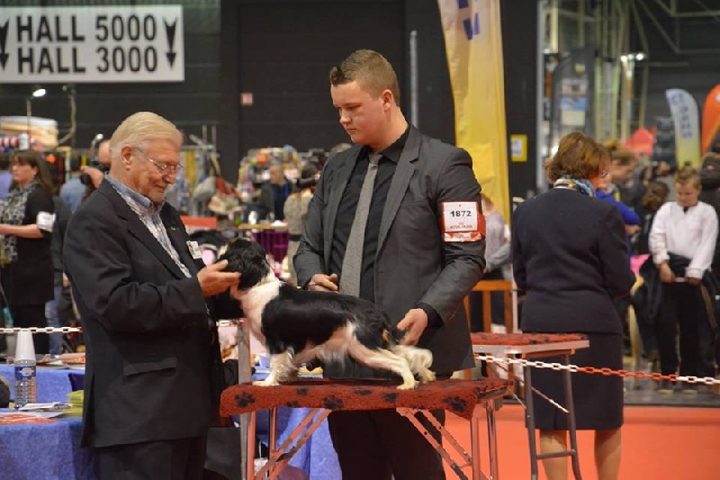 Hija de guapo des cavaliers de cecvan - 1 ère excellent classe intermédiaire