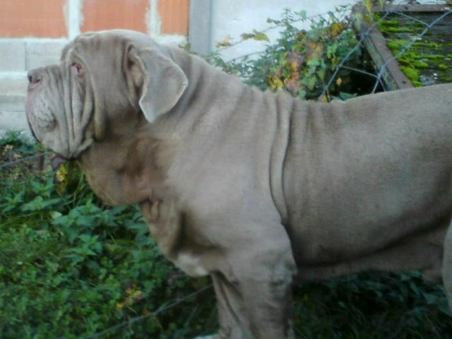 Publication : Des bacchantes de dionysos