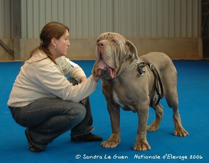 Publication : Des bacchantes de dionysos