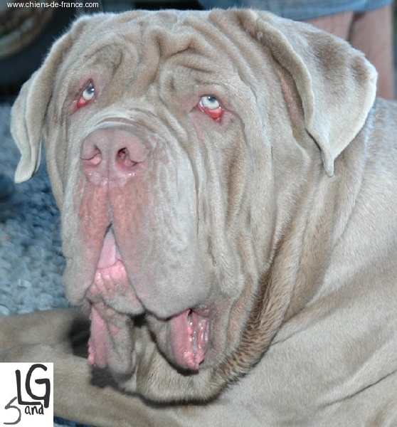 Vickthor Des bacchantes de dionysos - 1ex