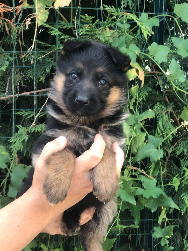 Chiot Elevage des bergers de dyto eleveur de chiens Berger allemand