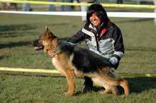 Austin des bergers de dyto - 1 ère très prometteur meilleure puppies