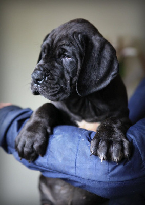 Étalon Dogue allemand - A.. de la Boutinais