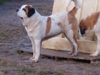 Étalon Chien du Saint-Bernard - BORA BORA de la Boutinais