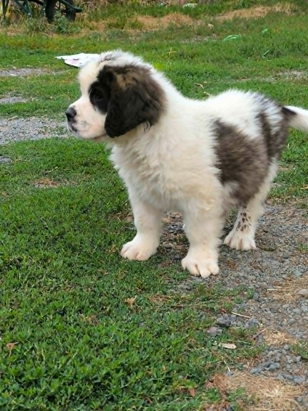 BISON BLANC