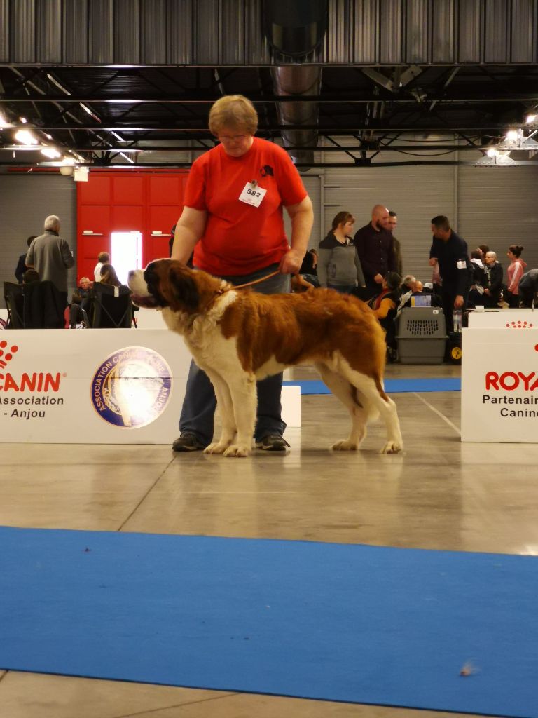 CH. Natty gan (ch.fr. j.) De La Prairie Enchantée - 1ère excellent