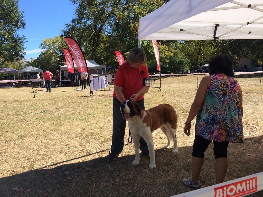 CH. Natty gan (ch.fr. j.) De La Prairie Enchantée - 3ème excellent/9 classe jeune