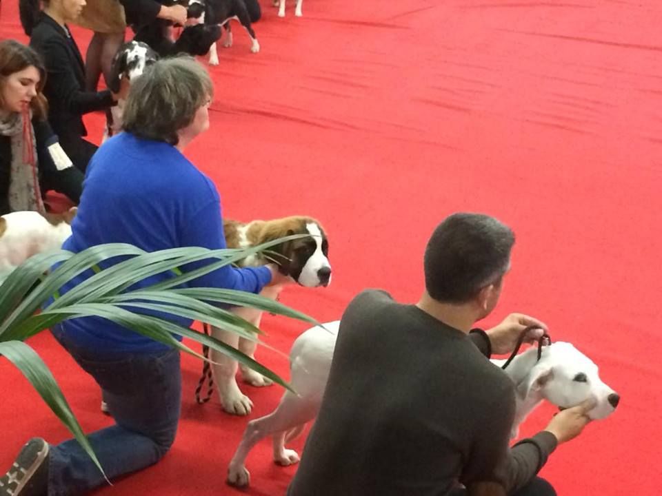 CH. Natty gan (ch.fr. j.) De La Prairie Enchantée - TRES PROMETTEUR + MEILLEUR BABY