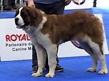 CH. Natty gan (ch.fr. j.) De La Prairie Enchantée - TRES PROMETTEUR