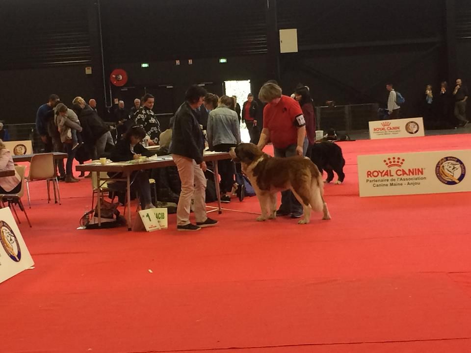 CH. Natty gan (ch.fr. j.) De La Prairie Enchantée - 1ère exc CACS CACIB MEILLEUR DE RACE DU SEXE OPPOSEE