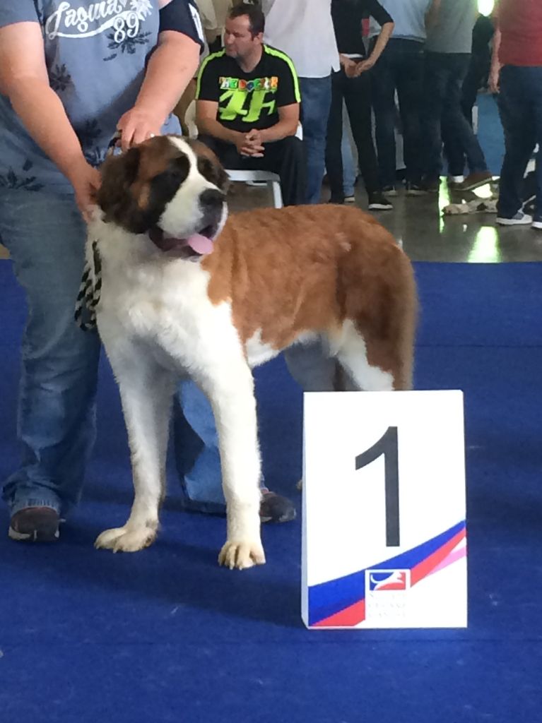 CH. Natty gan (ch.fr. j.) De La Prairie Enchantée - 1 exc MEILLEURE JEUNE