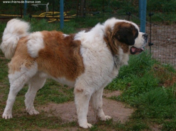 Virus (Sans Affixe) - 1er excellent C.A.C.S. - cl. ouverte + CONFIRMATION