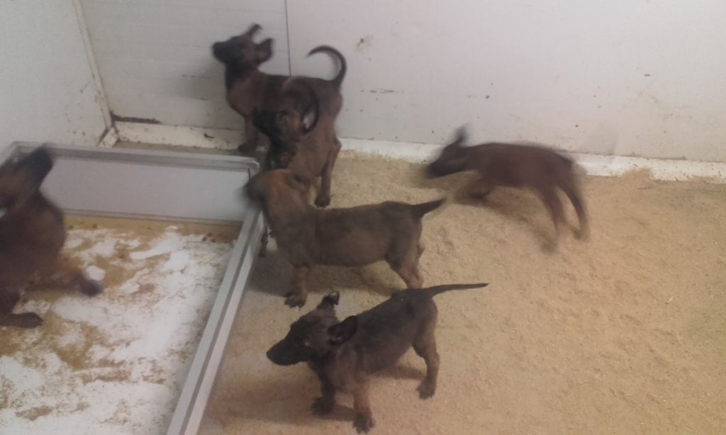 chiot Berger Belge Du void de la bure