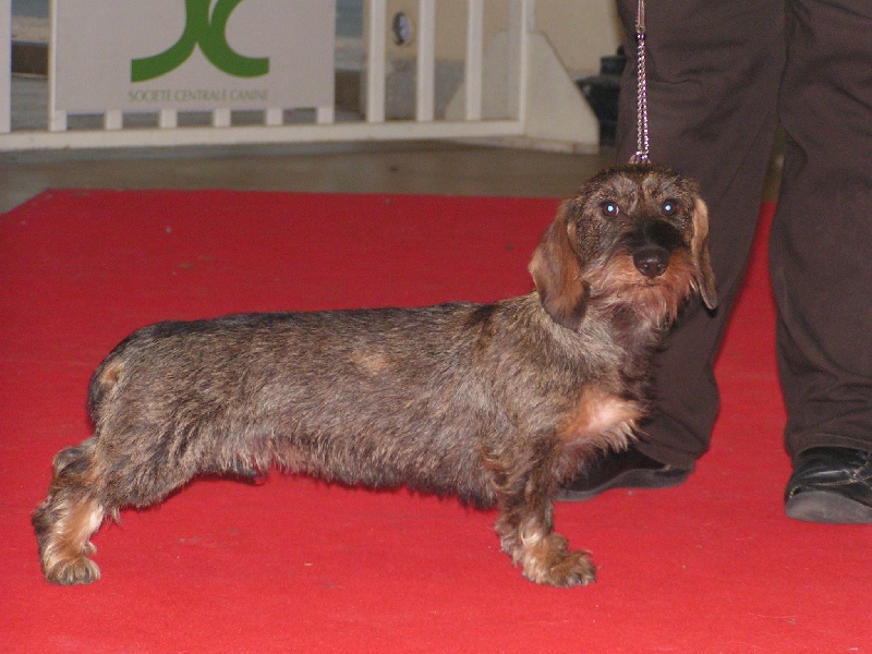 CH. Dolka Des Trolls de Nerthus - 1er Très Prometteur MEILLEUR PUPPY