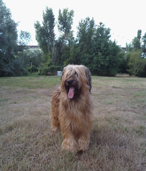 CH. Brithany blonde de la tour st genin