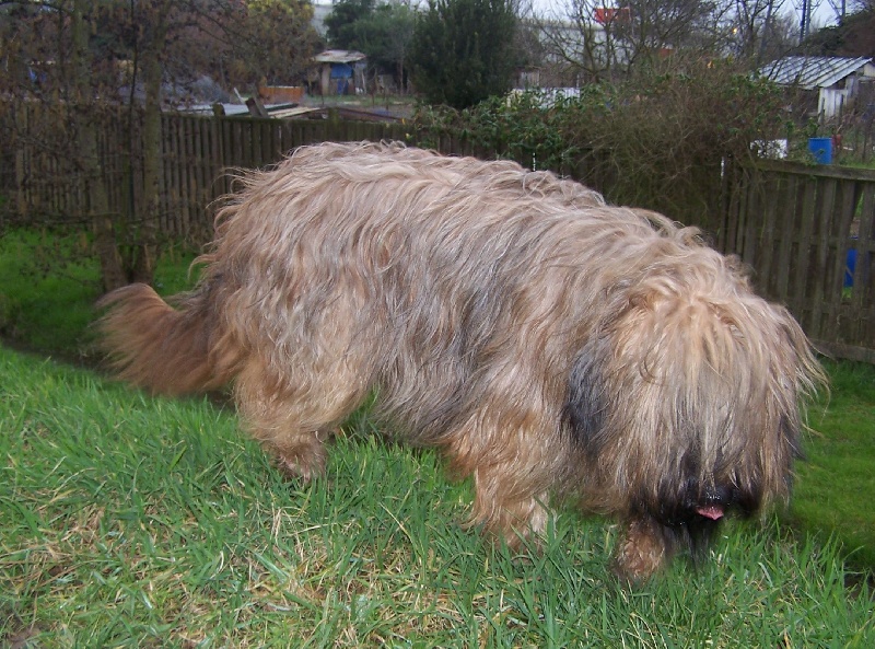 Valkyrie de chant des floralins