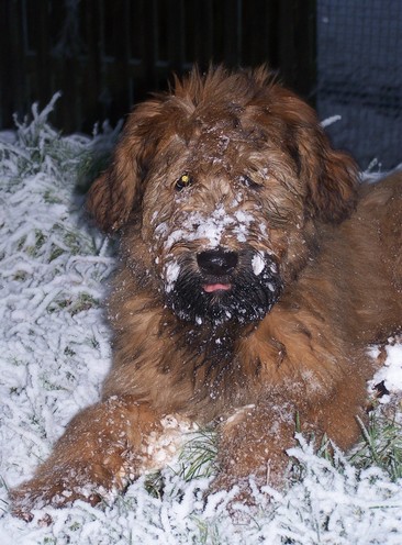 CH. Brithany blonde de la tour st genin