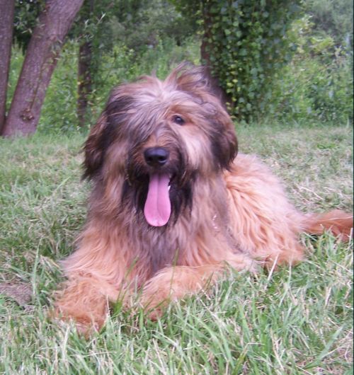 CH. Brithany blonde de la tour st genin