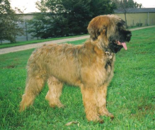 Valkyrie de chant des floralins