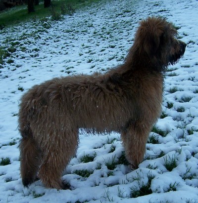 CH. Brithany blonde de la tour st genin