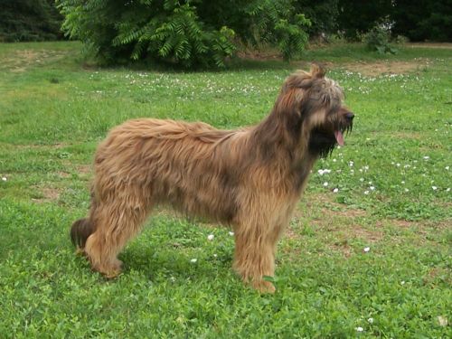 CH. Brithany blonde de la tour st genin