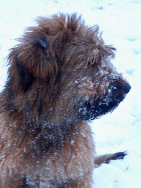 CH. Brithany blonde de la tour st genin