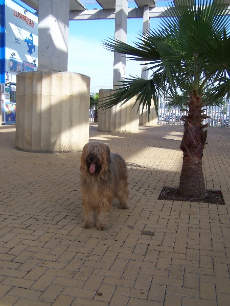 CH. Brithany blonde de la tour st genin