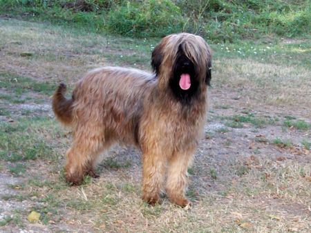 Valkyrie de chant des floralins