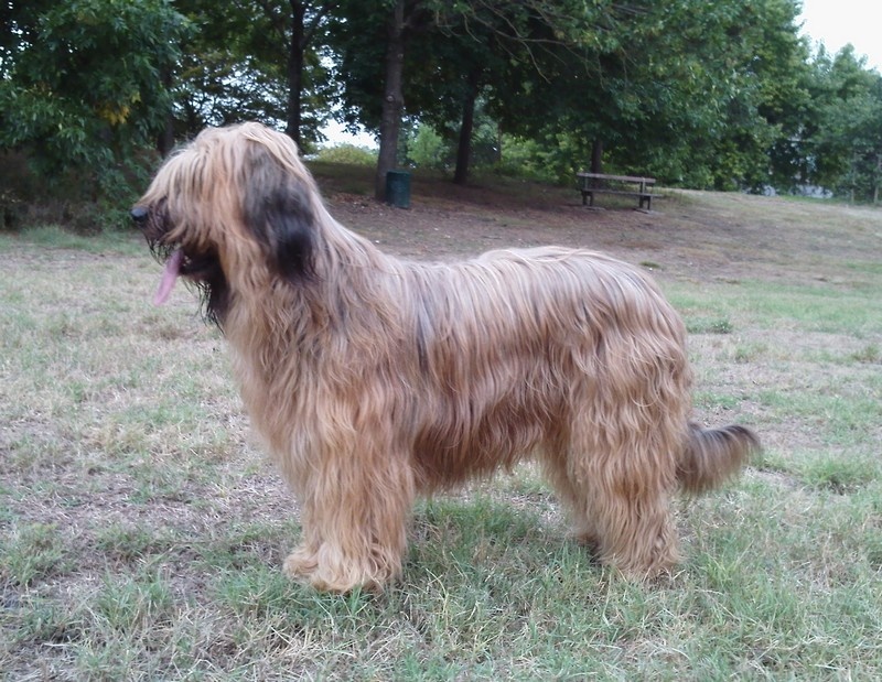 CH. Brithany blonde de la tour st genin