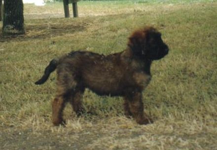 Valkyrie de chant des floralins