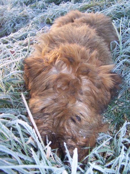 CH. Brithany blonde de la tour st genin