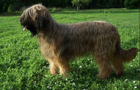 Valkyrie de chant des floralins