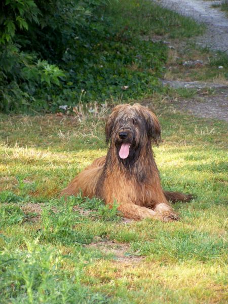 CH. Brithany blonde de la tour st genin