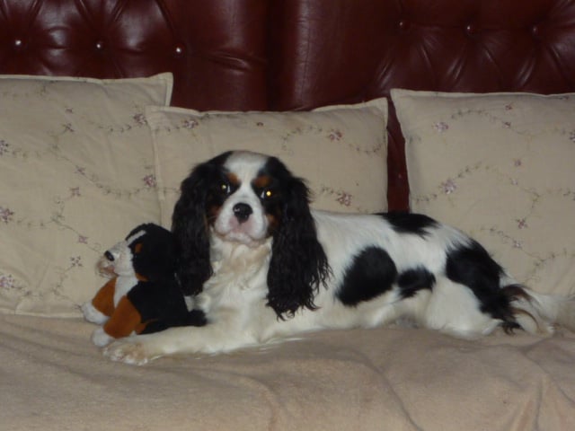 Publication : du clos de la Cigalière