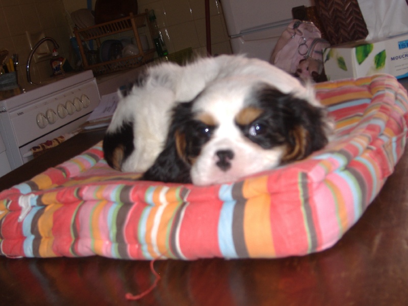 Publication : du clos de la Cigalière