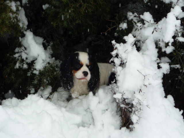 Publication : du clos de la Cigalière