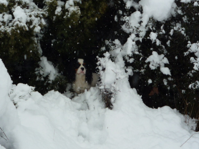 Publication : du clos de la Cigalière